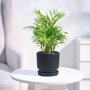 Bamboo Palm Plant